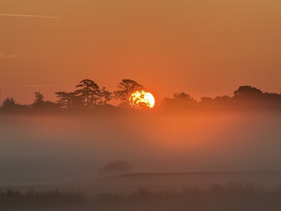 The Sun is rising behind a row of trees. It 3/4 of a large bright orange yellow ball with the trees silhouetted in front of it. The sky is shades of orange and the foreground misty. 